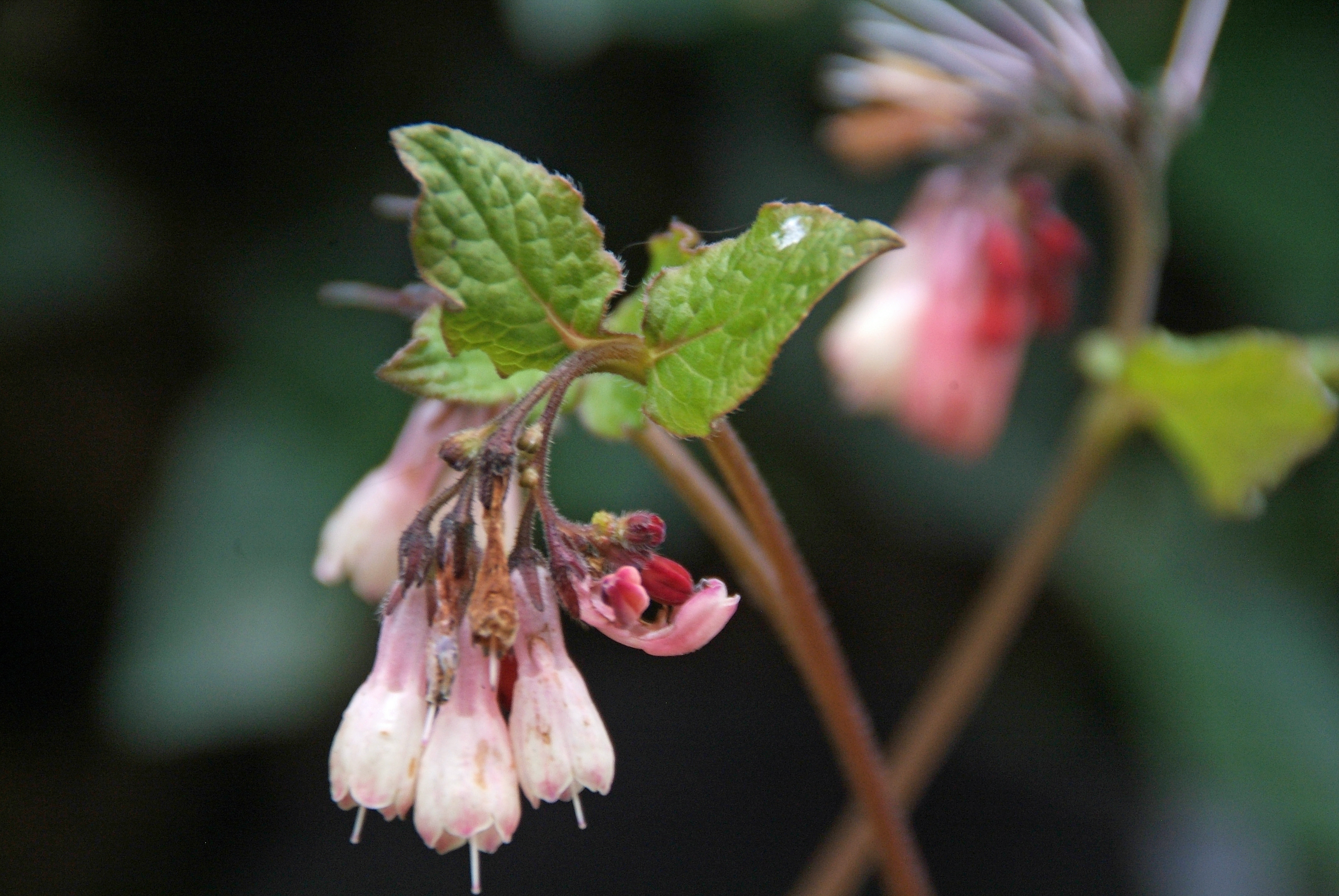 Symphytum grandiflorum 'Wisley Blue'Smeerwortel bestellen